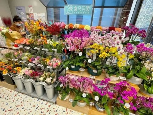 想做花卉生意从哪进货