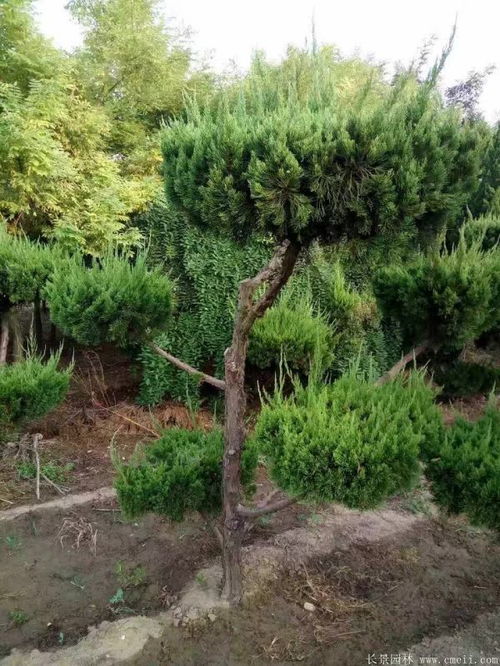 龙柏树长什么样子