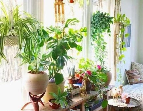 客厅适合养的18种植物 客厅适合养的18种植物