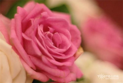 19朵玫瑰花代表啥