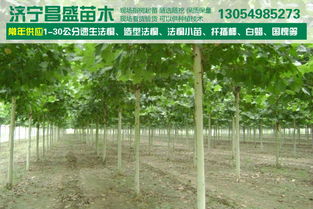 法桐树价格表