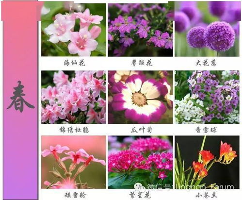 鲜花的品种图片和花名 鲜花的品种图片和花名