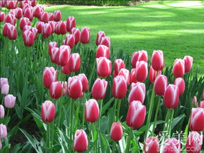 郁金香花语寓意