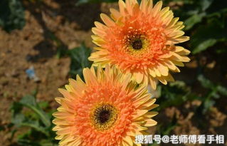 非洲菊好养吗