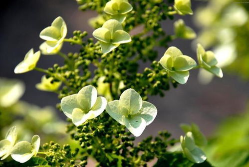 植物靠什么来传播种子