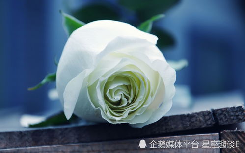 白玫瑰花语和寓意是什么