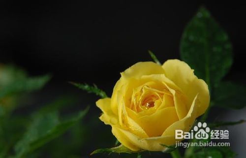 黄玫瑰的花语是什么