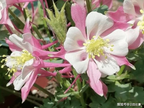 21种耐寒的室外花卉