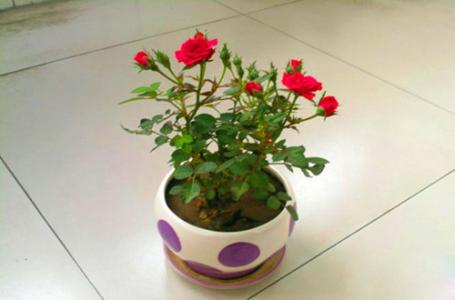 玫瑰花怎么养 玫瑰花怎么养