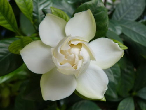 栀子花花语英文