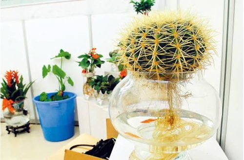 室外水培植物有哪些