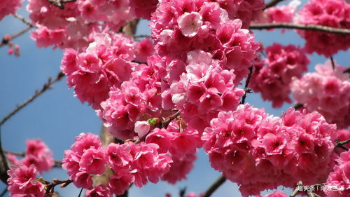 樱花花语及象征意义