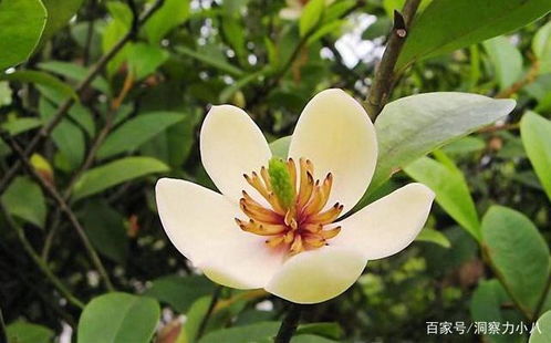 含笑花