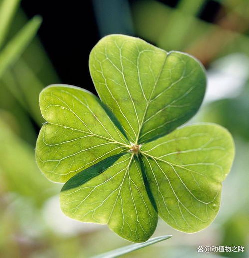 四叶草的花语是什么