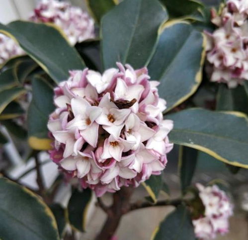 瑞香花