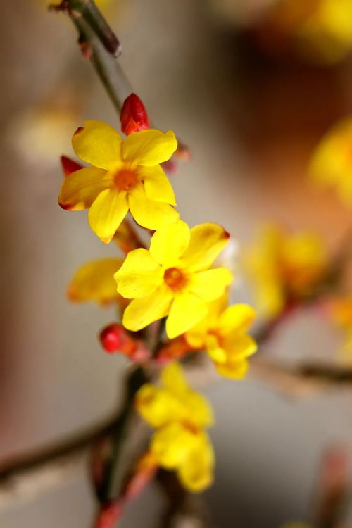 迎春花的花语