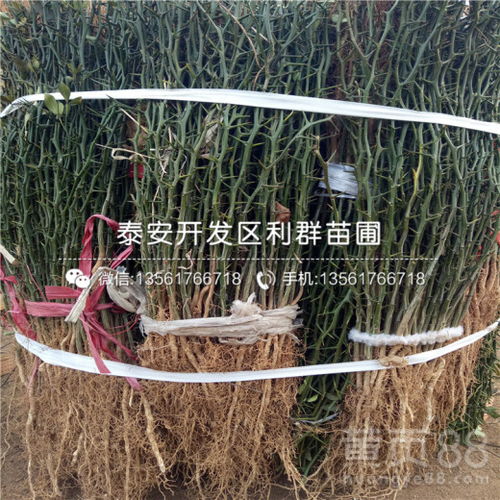 雪松树多少钱一棵 雪松树多少钱一棵