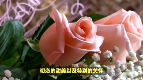 粉色玫瑰花语象征与寓意