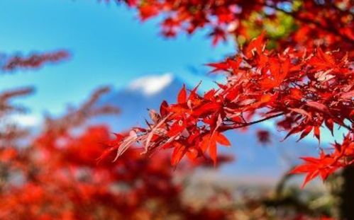 红枫盆景的养殖方法和注意事项