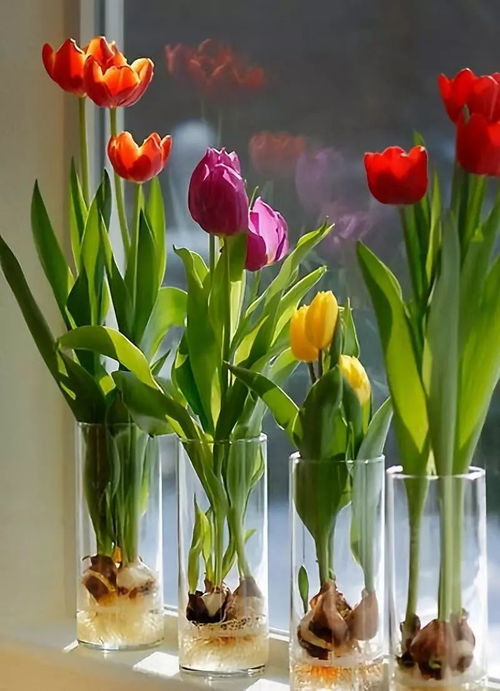 红色郁金香花语是什么意思