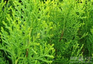 侧柏叶对脱发的功效