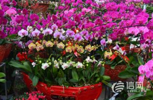 鲜花批发交易平台