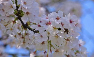 樱花花语唯美句子