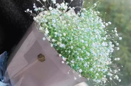 一束满天星大概多少钱 一束满天星大概多少钱