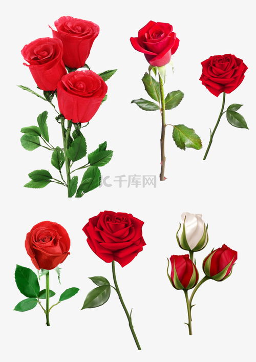 一朵玫瑰花图片真实