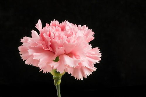 粉色康乃馨花语的意义