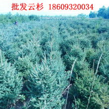 中国苗木价格信息网官网首页