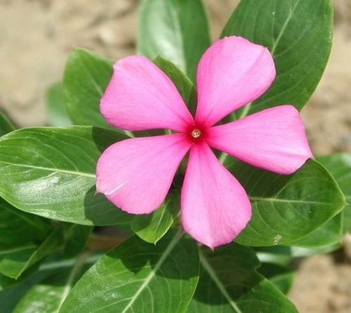 花叶蔓长春花图片