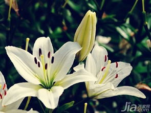 百合花花语和含义
