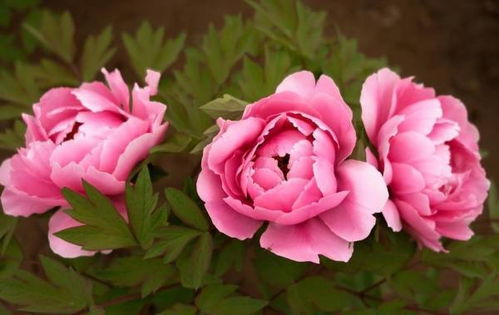中国的国花是什么花简笔画