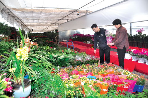 我附近的花卉市场