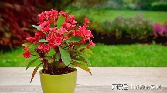 郁金香有毒为啥还要卖