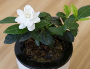 盆栽栀子花怎么养
