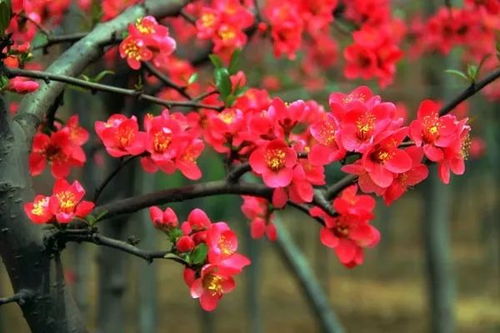 海棠花语是什么