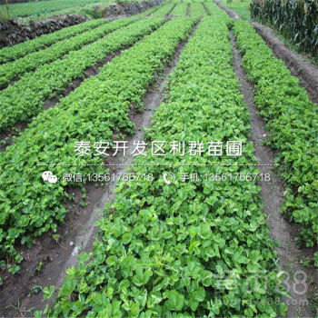 苗木批发哪里最便宜
