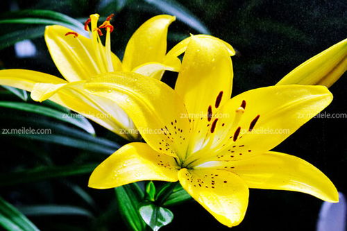 粉百合花的寓意及象征