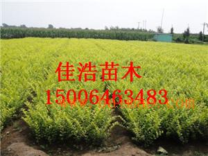 全国苗木供货平台