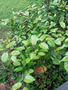 绿化路边花草品种大全
