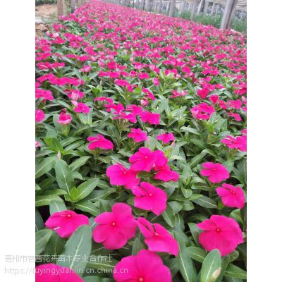 西安鲜花批发基地
