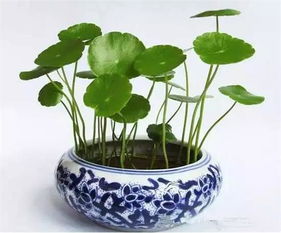 适合室内养的植物