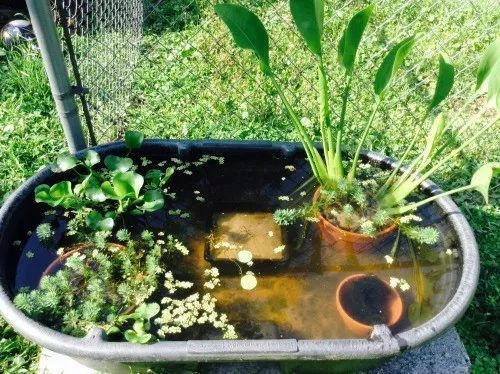 水生植物有哪几种