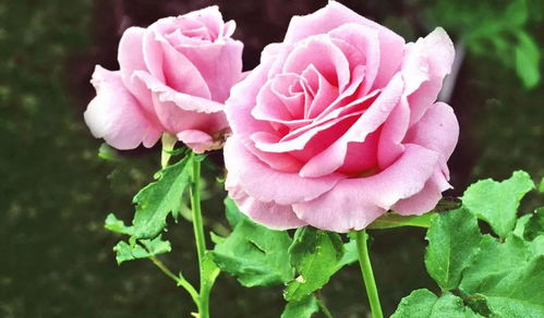 11朵玫瑰花代表的意思