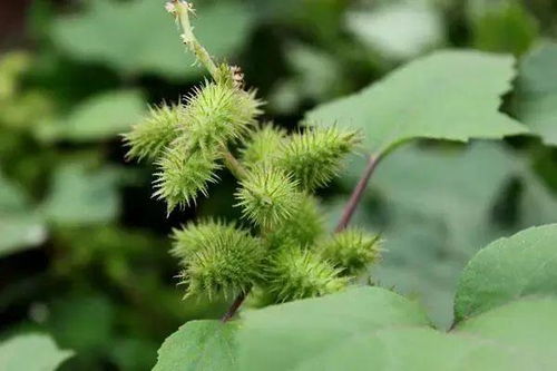 什么植物传播种子的方法有哪些 什么植物传播种子的方法有哪些