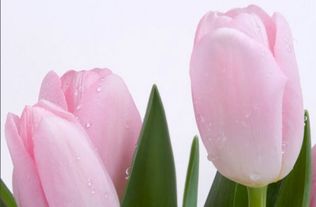 郁金香花语大全 郁金香花语大全
