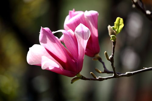 玉兰花语