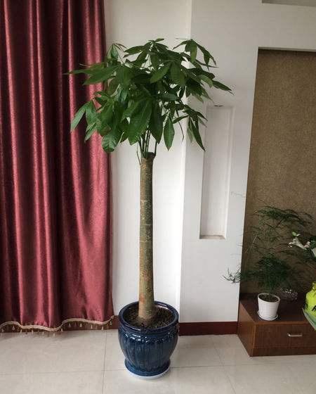 发财树爱喝什么水